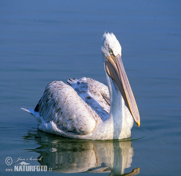 Pelikán kadeřavý (Pelecanus crispus)