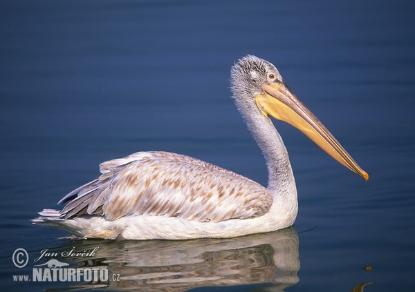 Pelikán kučeravý (Pelecanus crispus)