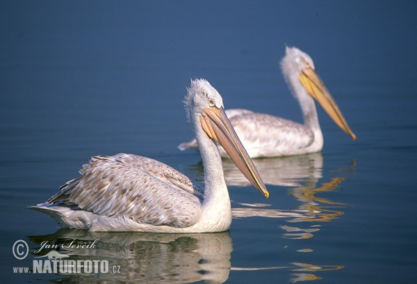 Pelikán kučeravý (Pelecanus crispus)