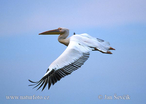 Pelikán ružový (Pelecanus onocrotalus)