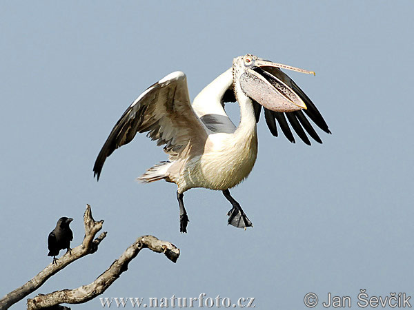 Pelikán sivý (Pelecanus philippensis)