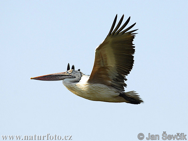 Pelikán sivý (Pelecanus philippensis)