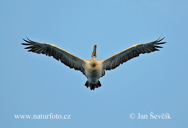 Pelikán sivý (Pelecanus philippensis)