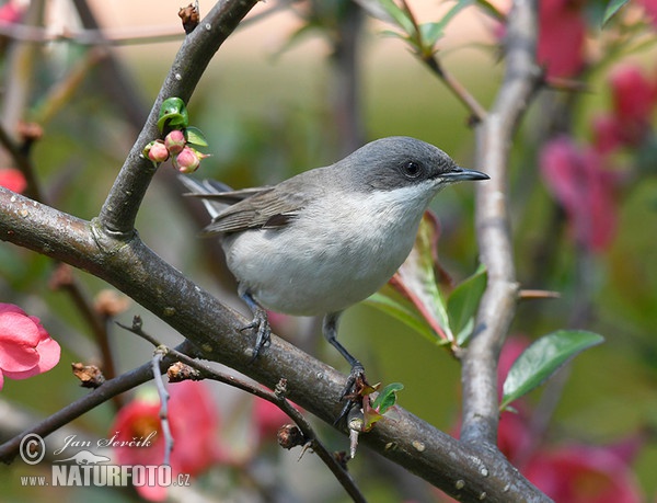 Penica popolavá (Sylvia curruca)