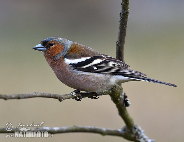 Pěnkava obecná (Fringilla coelebs)