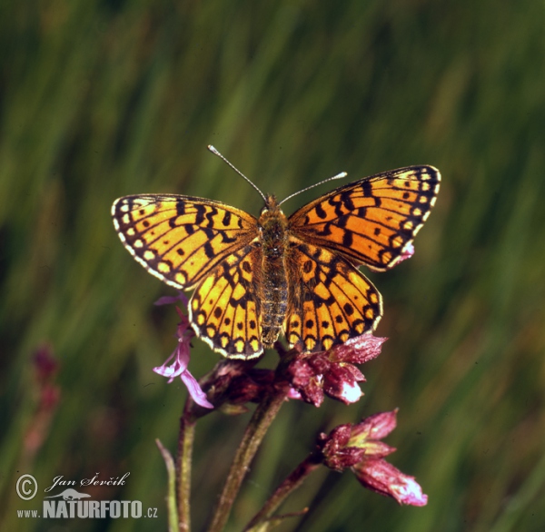 Perleťovec dvanáctitečný (Boloria selene)