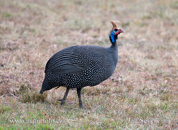 Perlička domáca (Numida meleagris)