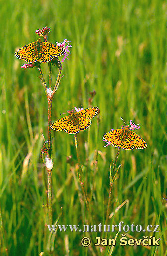 Perlovec dvanásťškvrnný (Boloria selene)