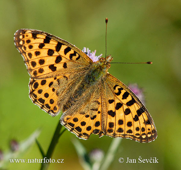 Perlovec malý (Issoria lathonia)