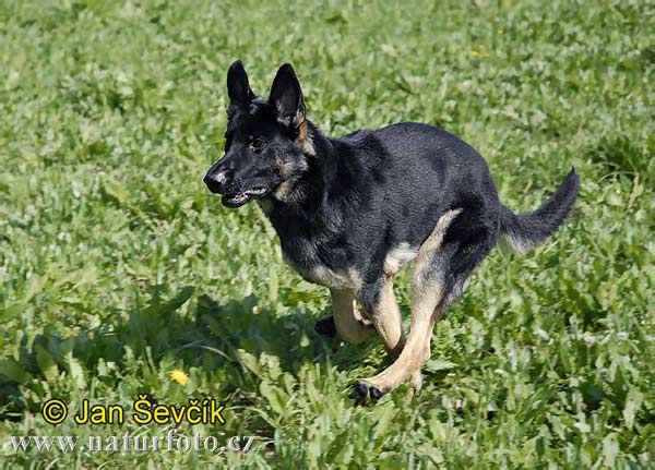 Pes domáci (Canis lupus familiaris)