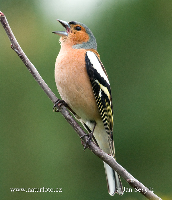 Pinka lesná (Fringilla coelebs)