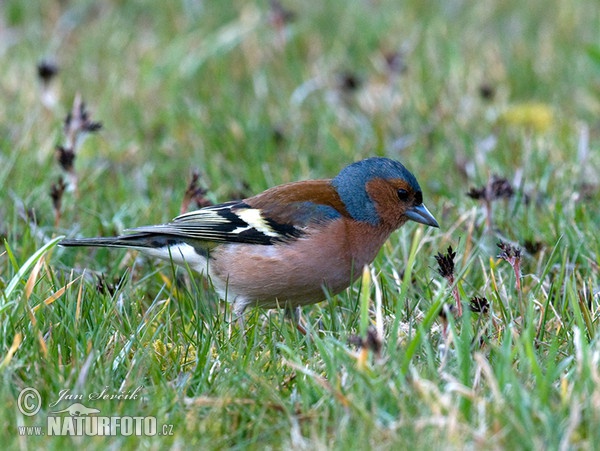 Pinka lesná (Fringilla coelebs)