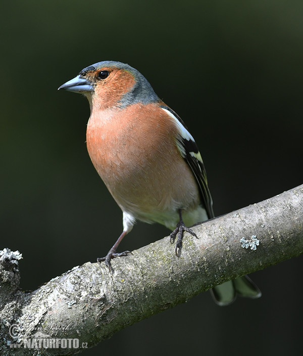 Pinka lesná (Fringilla coelebs)