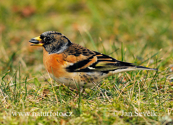 Pinka severská (Fringilla montifringilla)