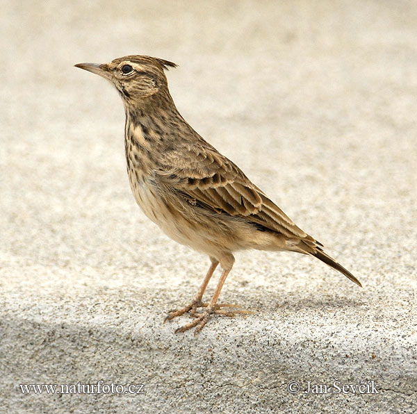 Pipíška chochlatá (Galerida cristata)