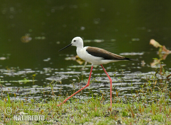 Pisila čáponohá (Himantopus himantopus)