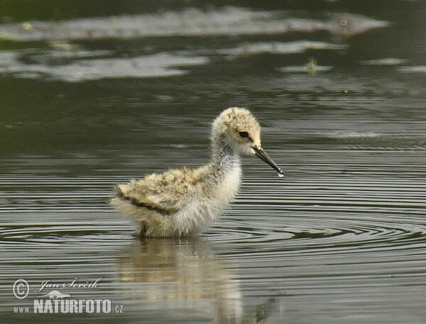 Pisila čáponohá (Himantopus himantopus)