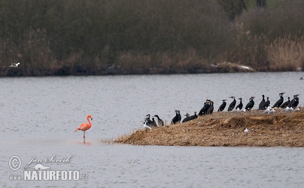 Plameňák americký (Phoenicopterus ruber)