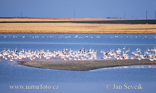 Plameniak ružový (Phoenicopterus roseus)