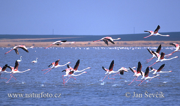 Plameniak ružový (Phoenicopterus roseus)