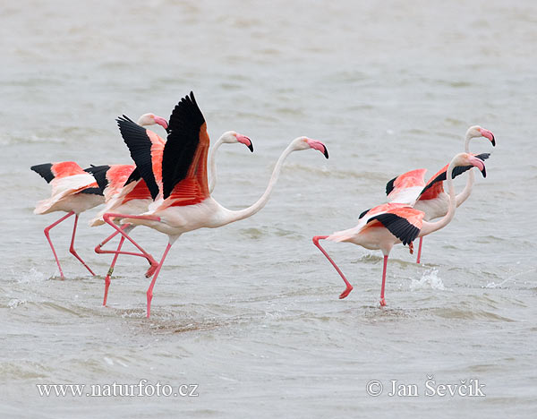 Plameniak ružový (Phoenicopterus roseus)