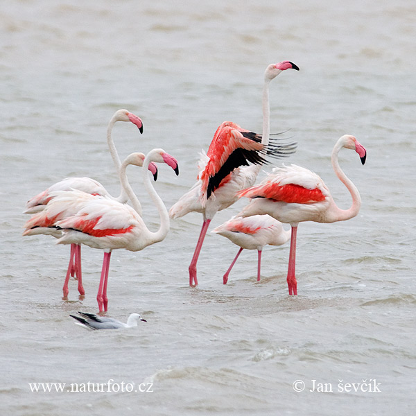 Plameniak ružový (Phoenicopterus roseus)