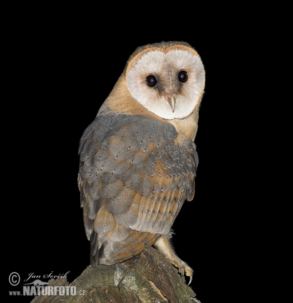 Plamienka driemavá (Tyto alba)