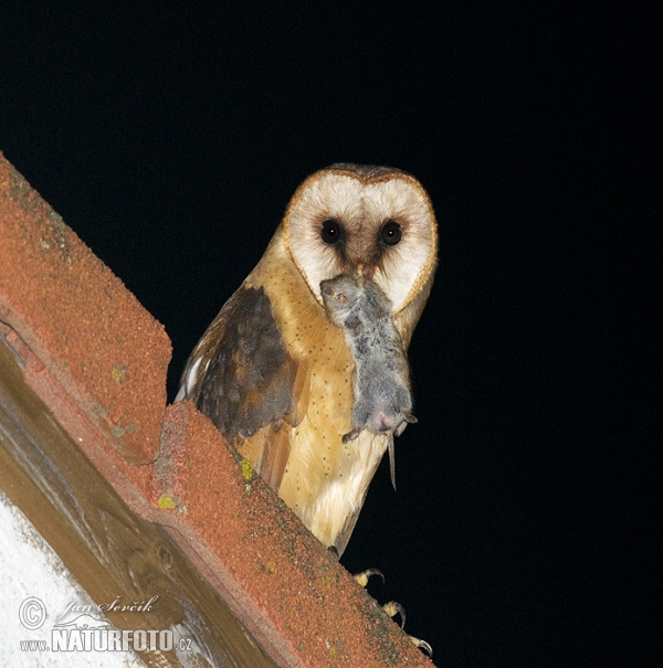 Plamienka driemavá (Tyto alba)