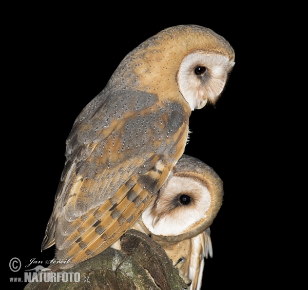 Plamienka driemavá (Tyto alba)