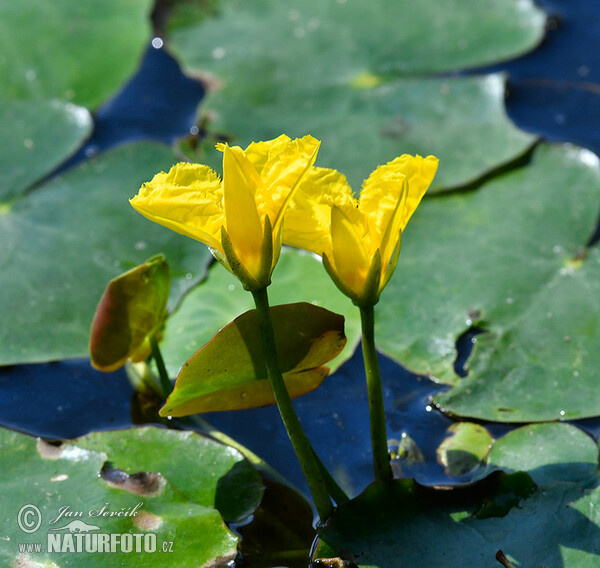 Plavín štítnatý (Nymphoides peltata)