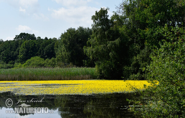 Plavín štítnatý (Nymphoides peltata)