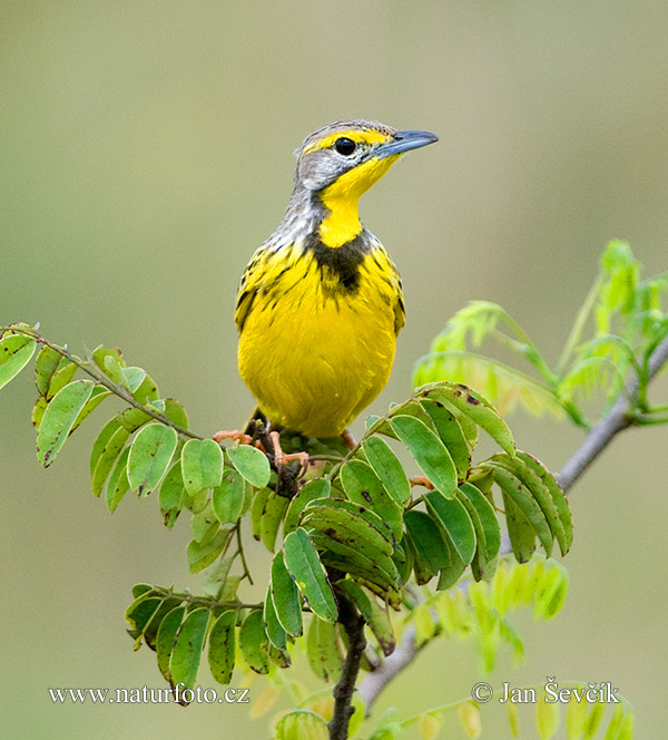 Pletiarka baglafecht (Macronyx croceus)