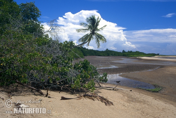 Pobřeží Peninsula de Paria (VA)