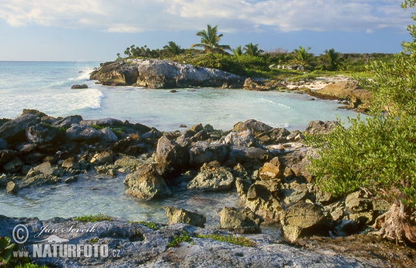 Pobřeží Yucatanu (MEX)