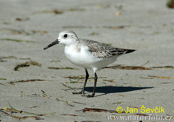 pobrežník belavý (Calidris alba)