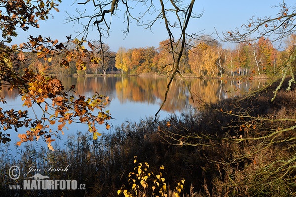 Podzim (Rybnik Laska)