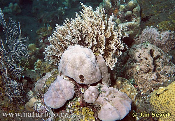 Polypovce (Hydrozoa)