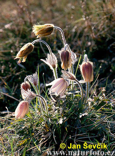 Poniklec jarný (Pulsatilla vernalis)