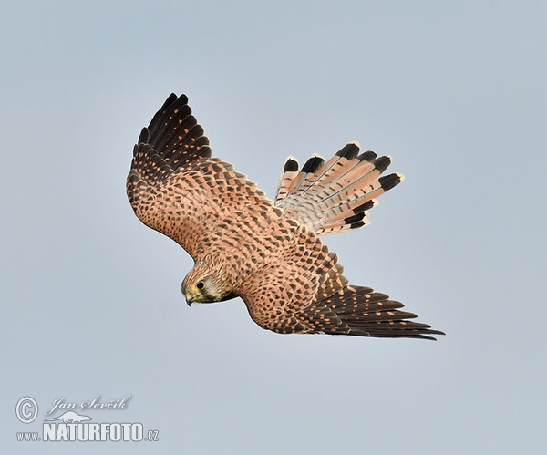 Poštolka obecná (Falco tinnunculus)