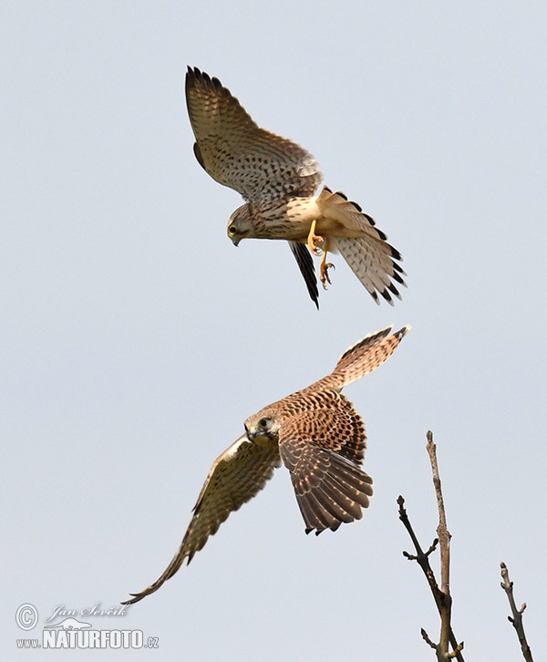 Poštolka obecná (Falco tinnunculus)