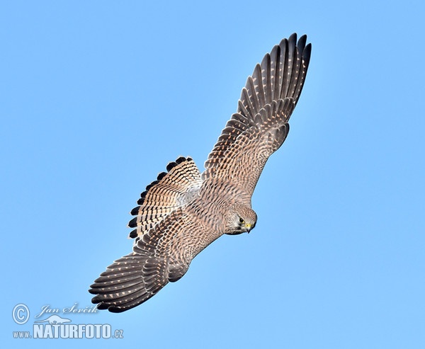 Poštolka obecná (Falco tinnunculus)