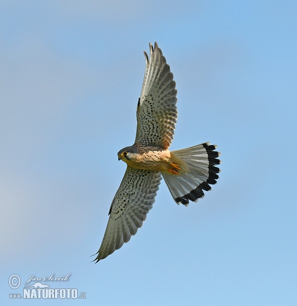 Poštolka obecná (Falco tinnunculus)