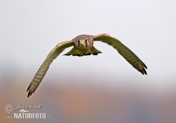 Poštolka obecná (Falco tinnunculus)