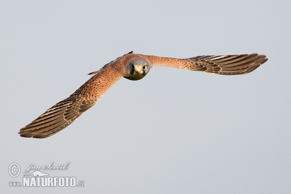 Poštolka obecná (Falco tinnunculus)