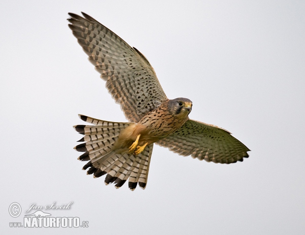 Poštolka obecná (Falco tinnunculus)