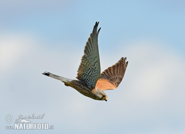 Poštolka obecná (Falco tinnunculus)