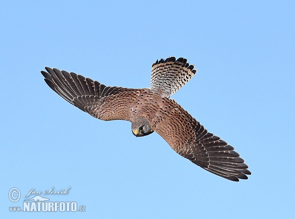 Poštolka obecná (Falco tinnunculus)