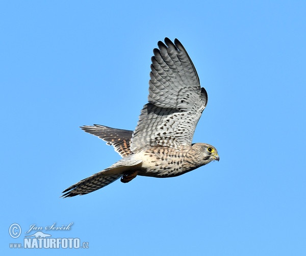 Poštolka obecná (Falco tinnunculus)