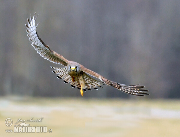 Poštolka obecná (Falco tinnunculus)