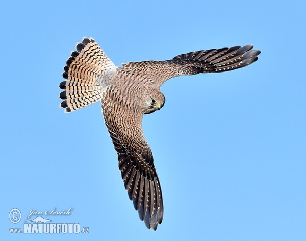 Poštolka obecná (Falco tinnunculus)